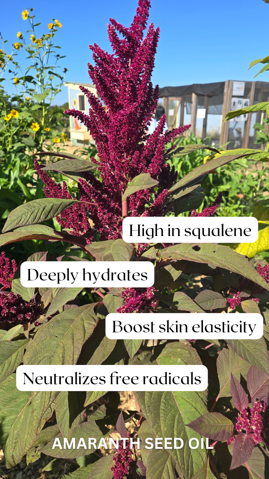 Antioxidant Oil Serum