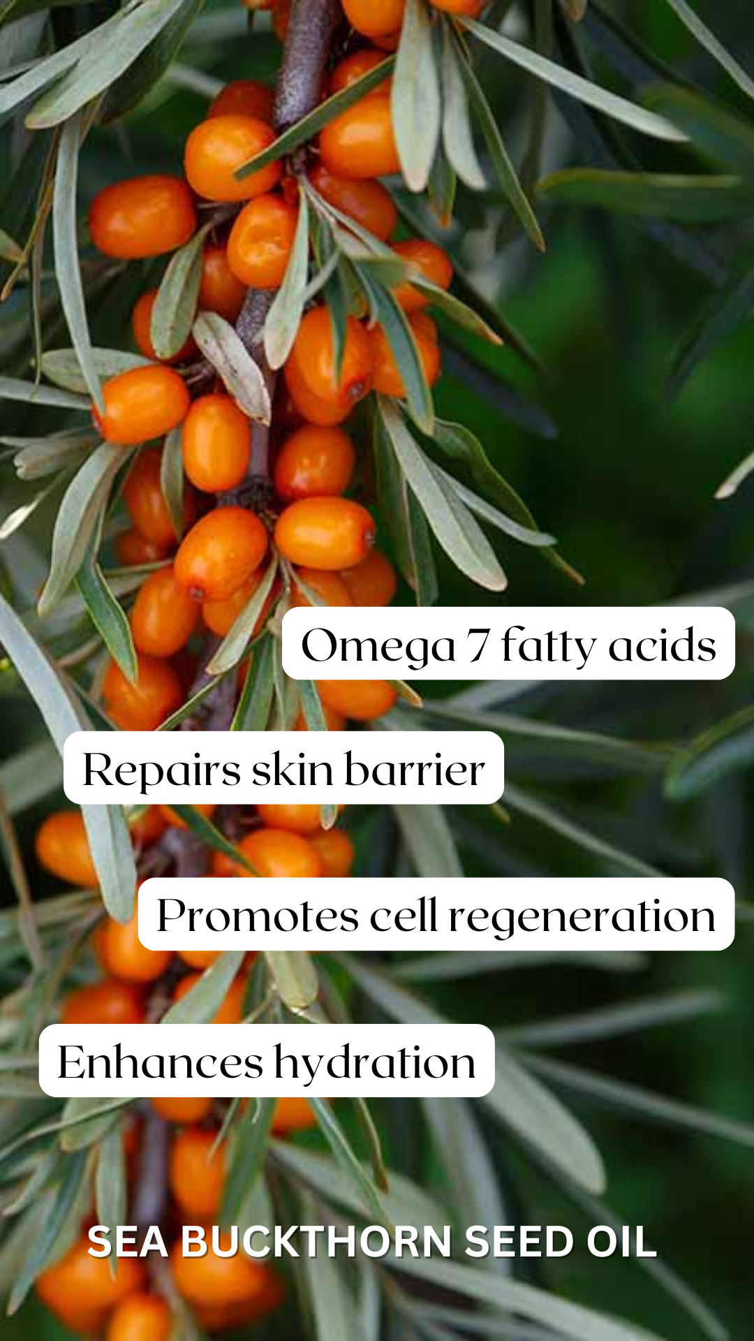 Antioxidant Oil Serum