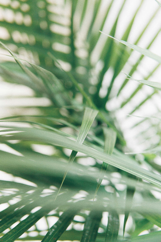 Botanical Alternatives To Vitamin-C